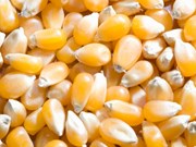 Hà Nội: Bắt giữ hơn 4 tấn hạt giống ngô bị tẩy xóa hạn sử dụng