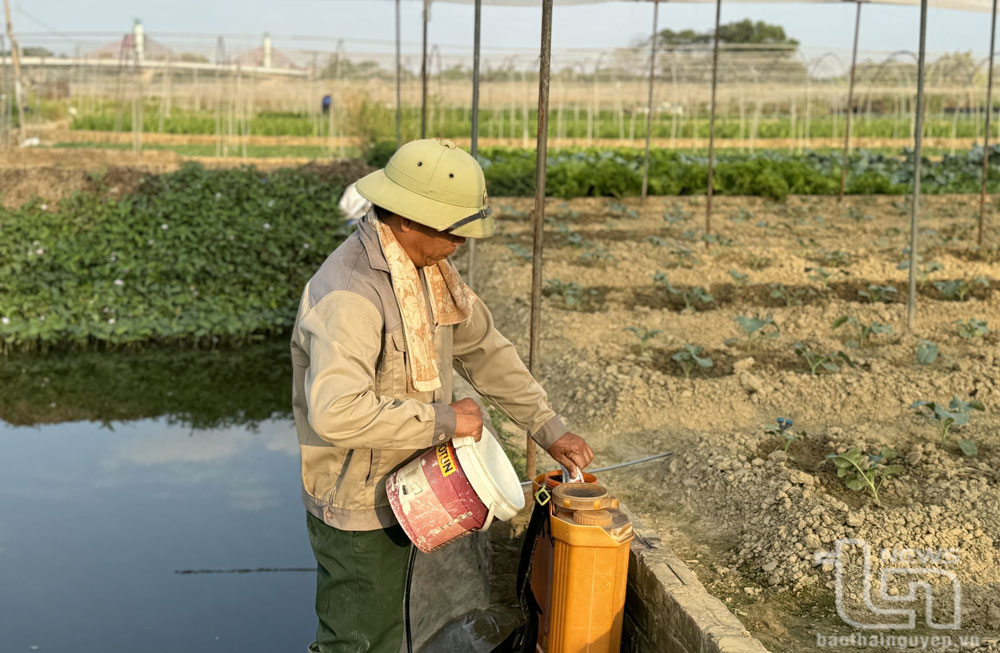 Chủ động phòng chống rét, sâu bệnh hại cây trồng