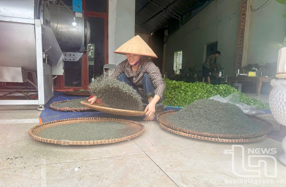 Nhận diện những thủ đoạn lợi dụng thương hiệu 'chè Thái Nguyên' để lừa đảo - Kỳ 2: Bảo vệ danh tiếng, thương hiệu chè