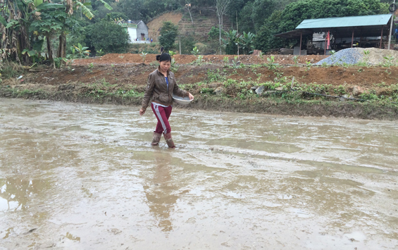 Phú Lương: hoàn thành gieo cấy gần 2.900ha lúa xuân