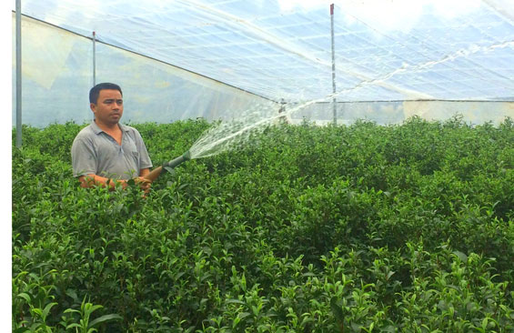 Hiệu quả từ mô hình sản xuất chè trong nhà kính