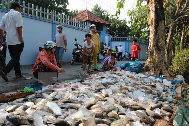 Phó Thủ tướng yêu cầu kiểm tra tình trạng cá chết ở sông Đồng Nai