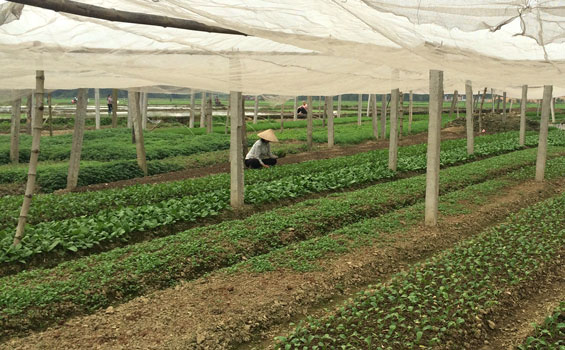 Phát triển các vùng sản xuất rau chuyên canh