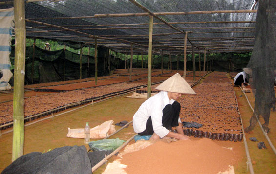 Sẽ trồng mới, trồng lại 1.000 ha chè