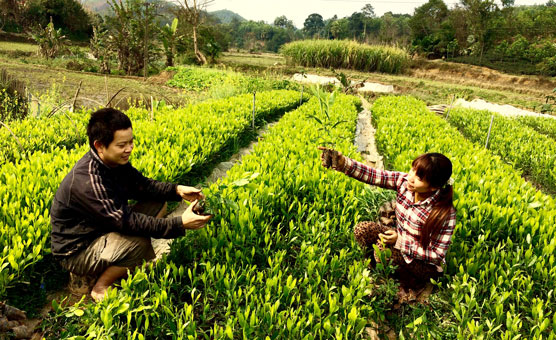 Phú Lương: Chuẩn bị đủ trên 1,5 triệu cây giống phục vụ trồng rừng
