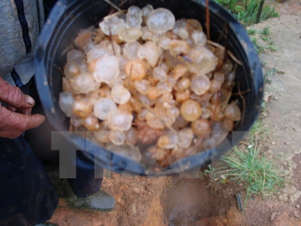 Mưa đá kèm lốc xoáy lớn nhất từ trước tới nay tại Hà Giang