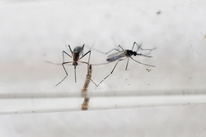 Singapore chính thức ghi nhận trường hợp nhiễm virus Zika đầu tiên