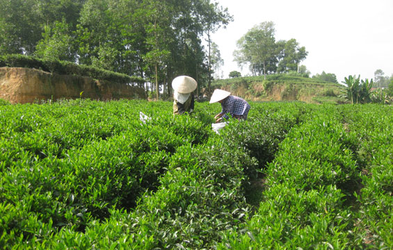 Phát triển vùng chè đặc sản Tân Cương theo hướng bền vững