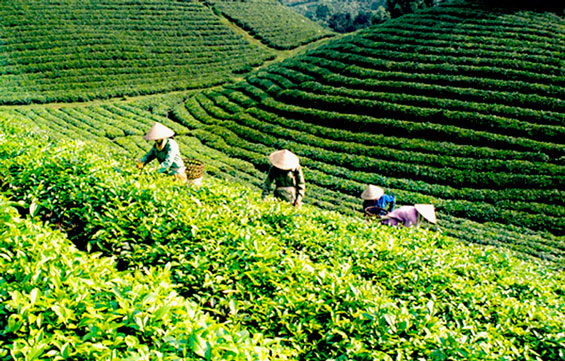 Nhân dịp lễ hội Trà huyện Đại Từ: Hứa hẹn một mùa lễ hội đặc sắc
