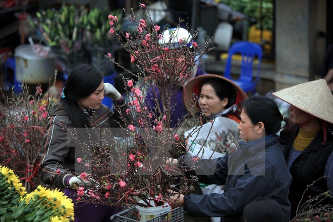 Đào Nhật Tân bung nụ sớm, người trồng lo lắng 