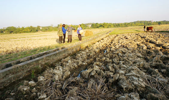 Xây dựng cánh đồng mẫu lớn ở Xuân Phương