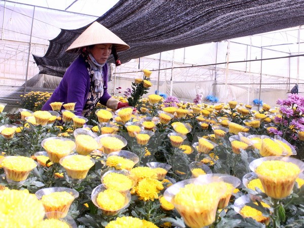 Xúc tiến thành lập Trung tâm giao dịch hoa tại thành phố Đà Lạt