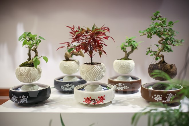 Tết Đinh Dậu 2017: Cây bonsai bay lơ lửng 