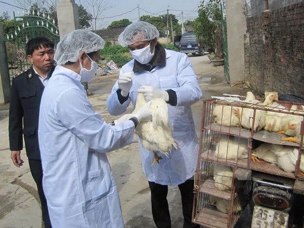 Nghiêm cấm vận chuyển, buôn bán, tiêu thụ gia cầm qua biên giới