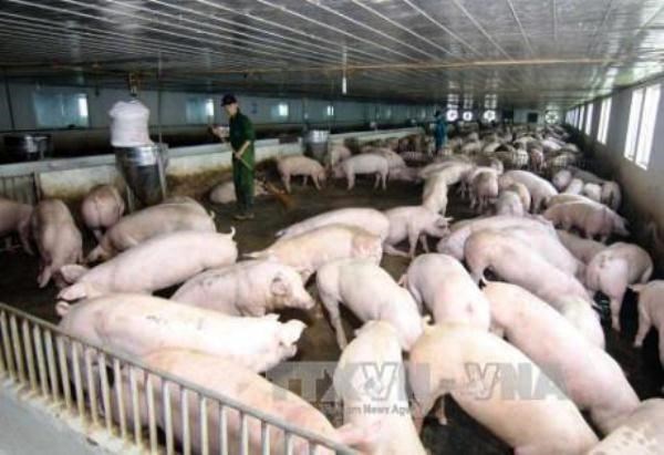 Cục Chăn nuôi: Còn tồn đọng hơn 1,5 triệu con lợn cần 