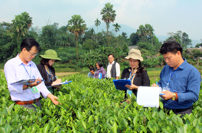 Định Hóa:Tổ chức thi nương chè đẹp 