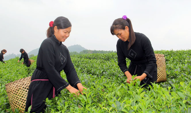 Làng nghề chè rộn ràng trước Lễ vinh danh 