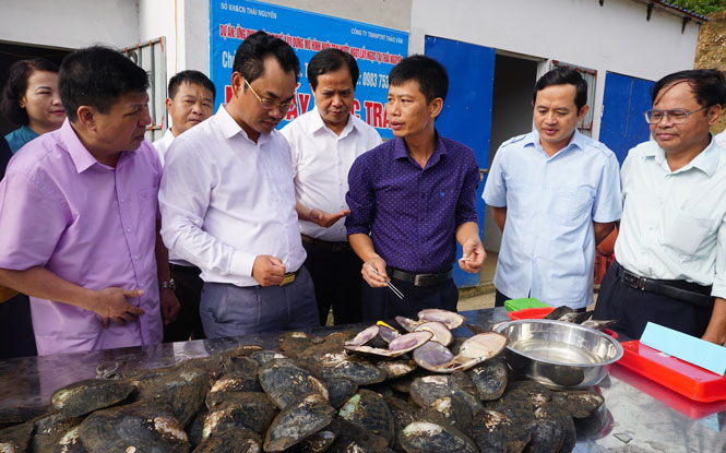 Tiếp tục nhân rộng mô hình nuôi trai nước ngọt lấy ngọc 