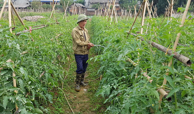 Ưu tiên đầu tư sản xuất vụ Đông 