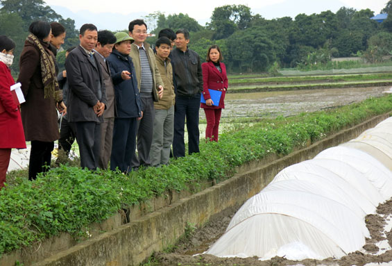 Tập trung phòng, chống rét và dịch bệnh cho cây trồng, vật nuôi