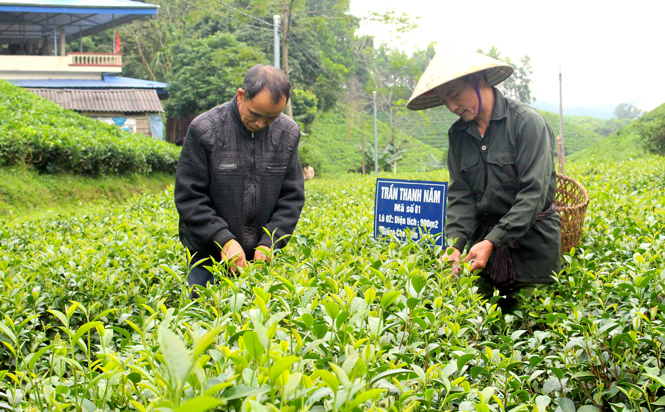 Đồng Hỷ: Đầu tư 100 tỷ đồng tái cơ cấu nông nghiệp 