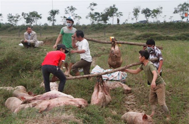 Tiêu hủy 4 tấn lợn bị lở mồm long móng đang được chuyển đi lò mổ