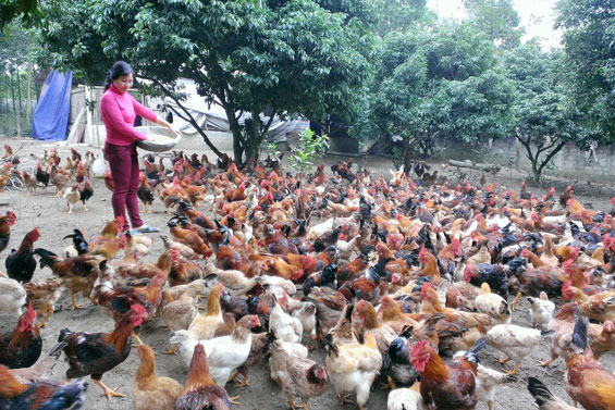 Giá gà đồi Phú Bình giảm mạnh