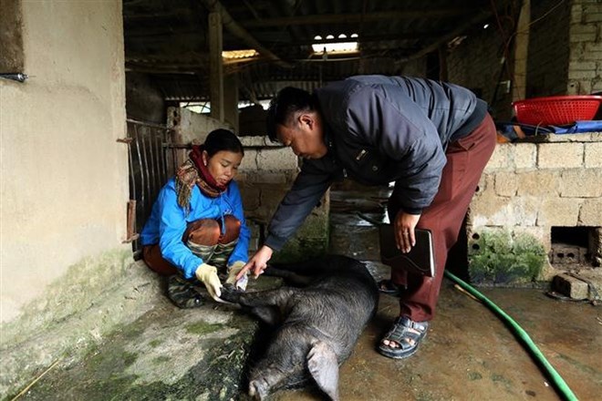 Điện Biên: Xuất hiện gia súc có biểu hiện bệnh lở mồm long móng