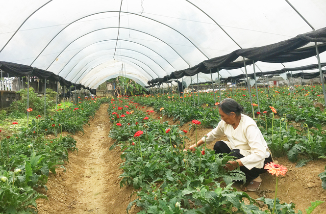 Chủ động sản xuất nông nghiệp trong giá rét 
