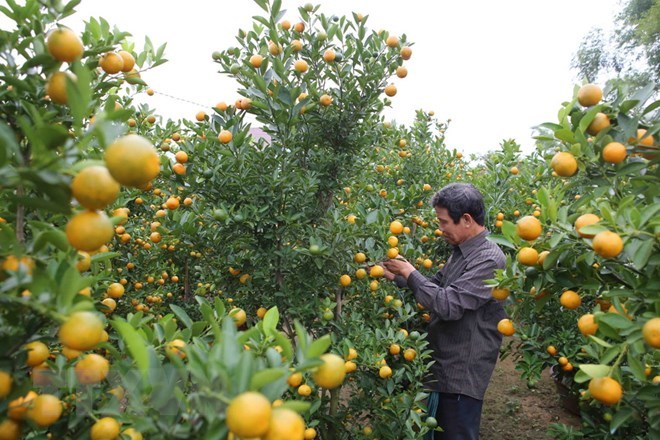 Thời tiết bất thường, làng Hợp Lý mất mùa quất cảnh dịp Tết