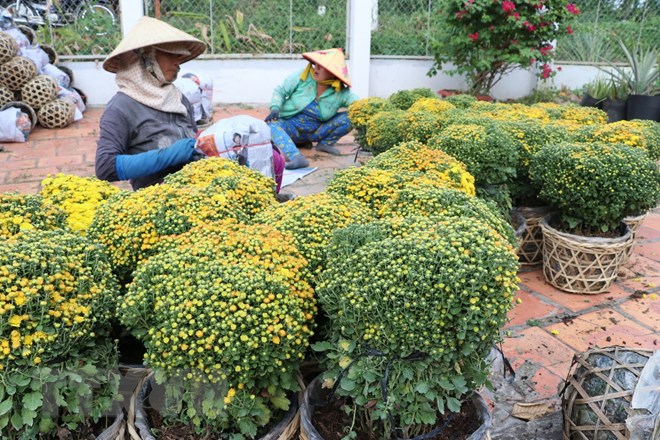 Đồng Tháp: Hoa cúc mâm xôi được giá dịp Tết, nông dân phấn khởi