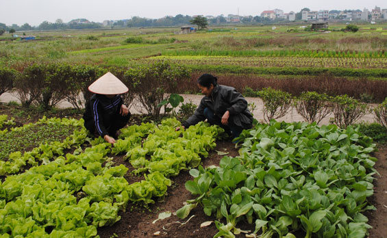 Giá rau xanh tăng mạnh vì rét đậm