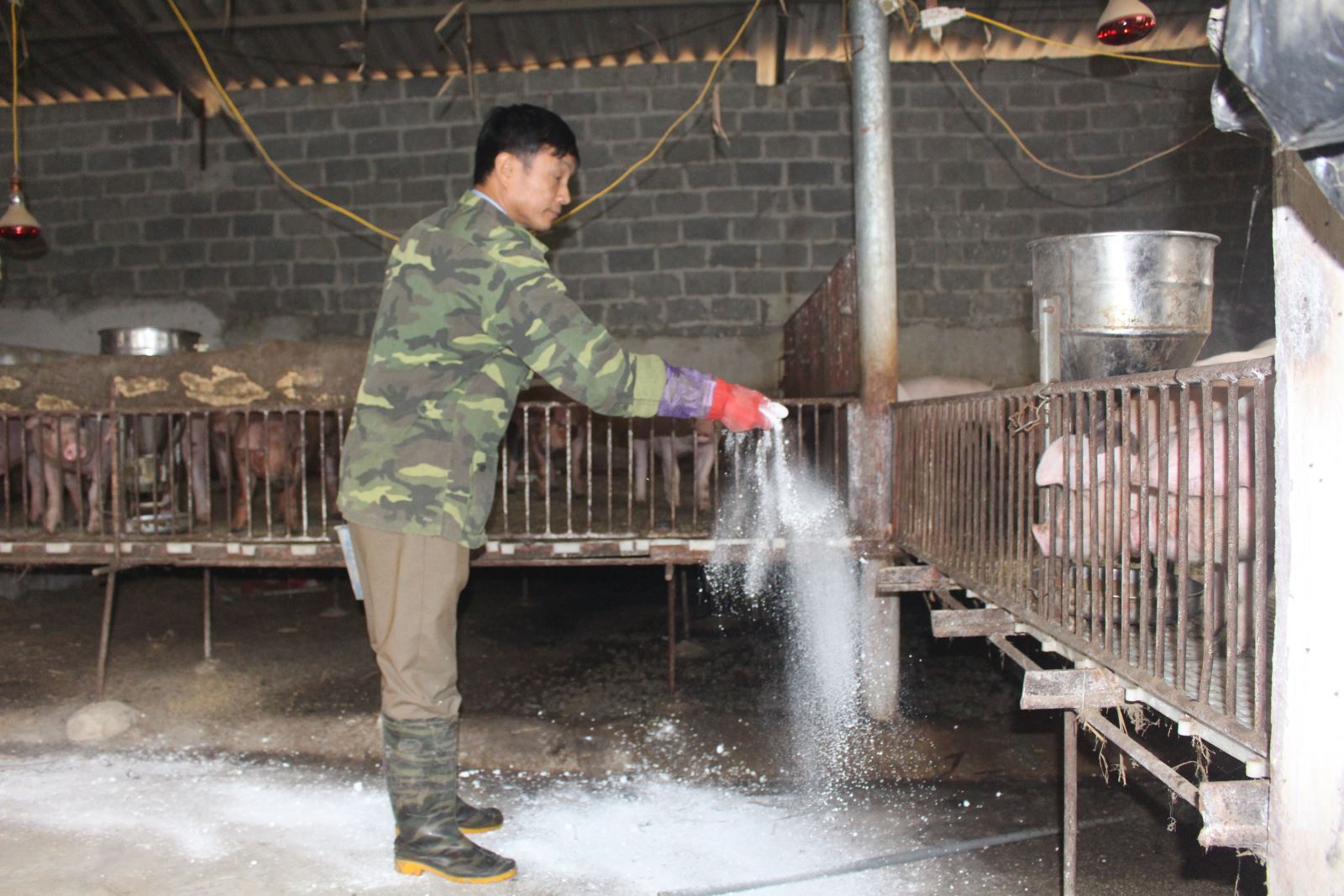 Phòng, chống dịch bệnh khi tái đàn vật nuôi 
