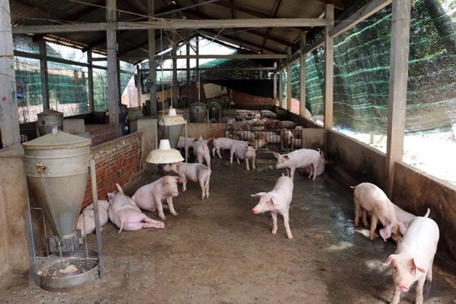 Nguy cơ cao dịch tả lợn châu Phi xâm nhiễm vào Việt Nam