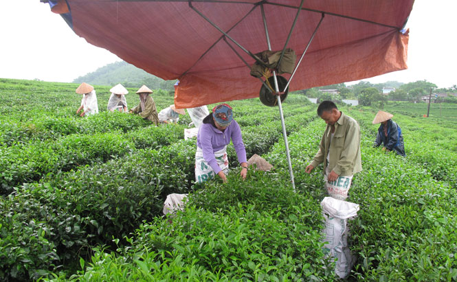 Khi lãnh đạo sát với thực tế 