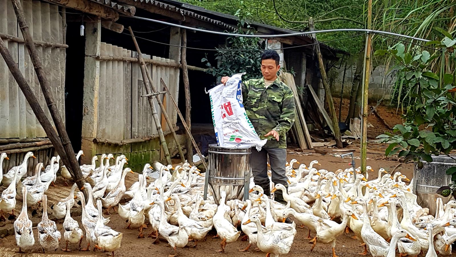 Mô hình nuôi vịt đẻ Triết Giang bước đầu cho kết quả tốt 