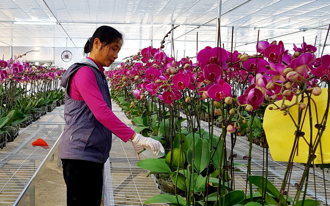 Tích cực ứng dụng khoa học kỹ thuật tiên tiến vào sản xuất nông nghiệp 