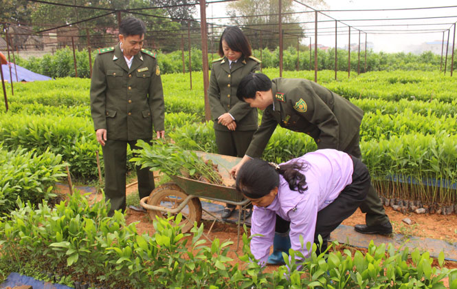 Chuẩn bị trồng rừng vụ xuân 