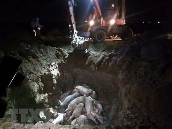 Phát hiện thêm ổ dịch tả lợn châu Phi tại tỉnh Hòa Bình