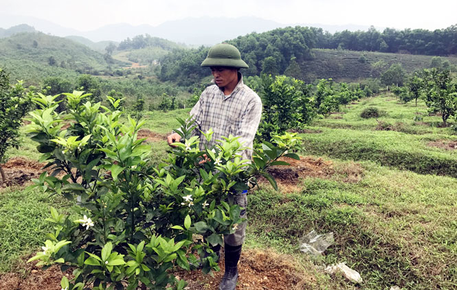 Chương trình 135 đồng hành cùng vùng đất khó 