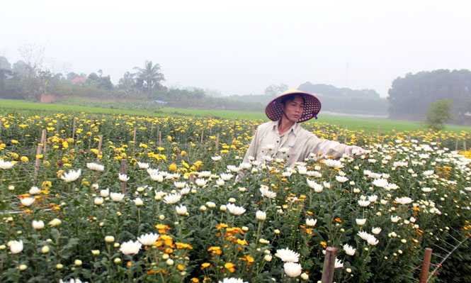 Bá Xuyên phát huy tiềm năng, phá thế thuần nông 