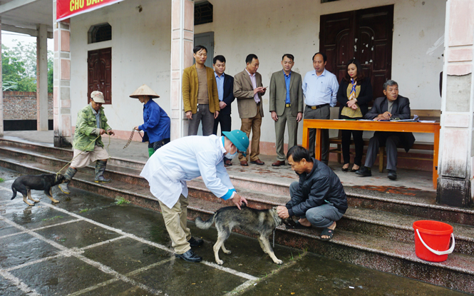 Ra quân tiêm phòng dại trên đàn chó 