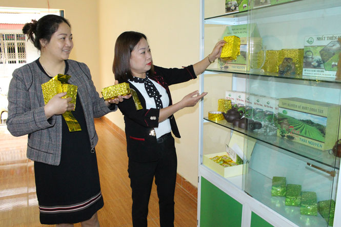 Liên kết sản xuất, tiêu thụ chè an toàn 