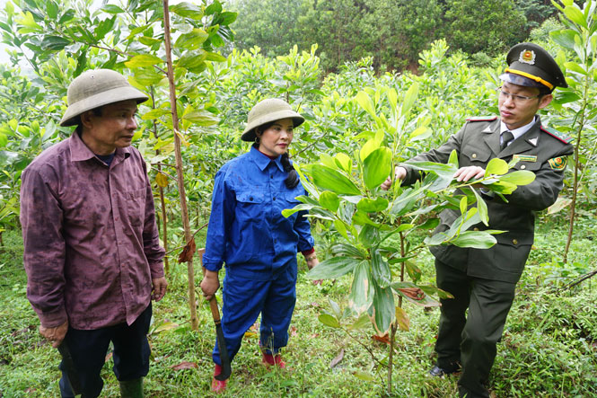 Nhân lên màu xanh của rừng 