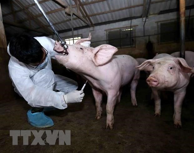 Sẽ miễn giảm lãi vay cho khách hàng bị thiệt hại dịch tả lợn châu Phi