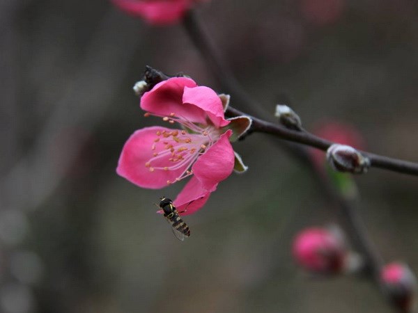 Vùng đào Nhật Tân ngậm nụ chờ bung nở đúng ngày Tết