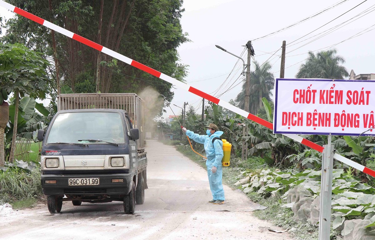 Có 3 ổ dịch tả lợn châu Phi qua 30 ngày không phát sinh lợn mắc bệnh