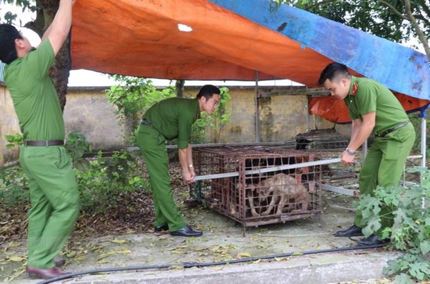 Khẩn trương chấn chỉnh việc nuôi chó thả rông không đúng quy định