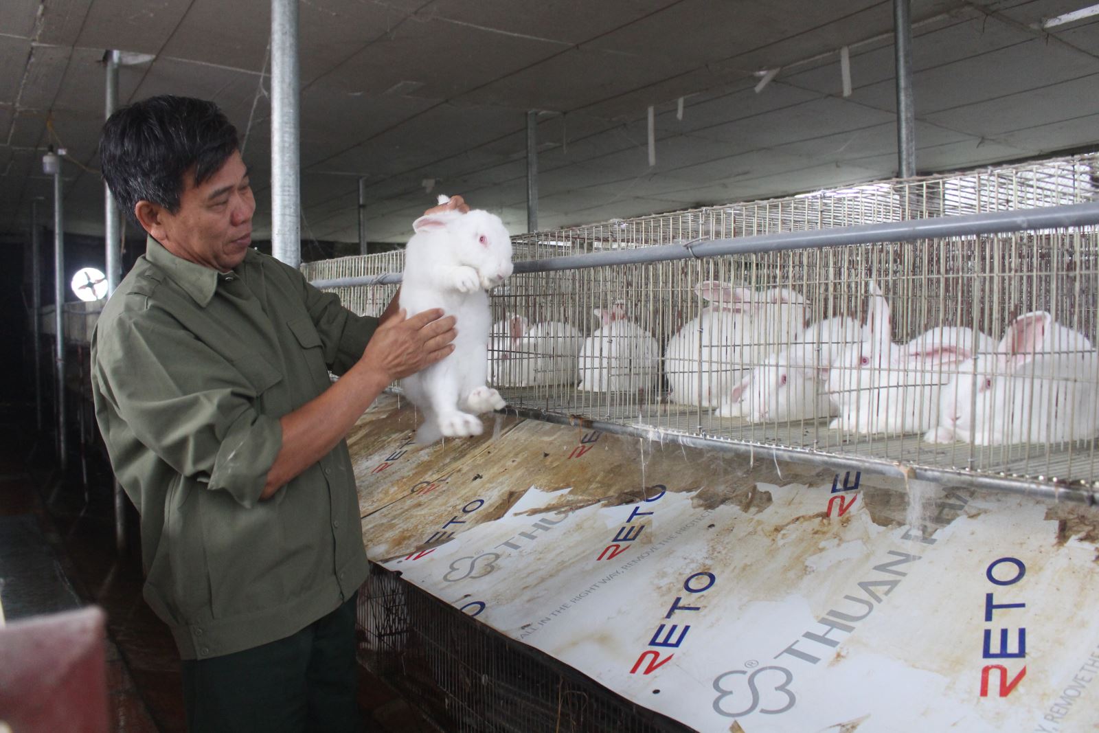 Hiệu quả kinh tế từ nuôi thỏ thương phẩm 