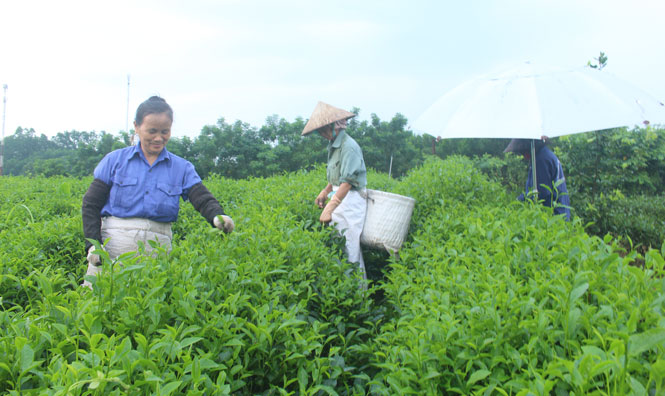 Khẳng định vị thế của kinh tế tập thể trong thời kỳ mới 